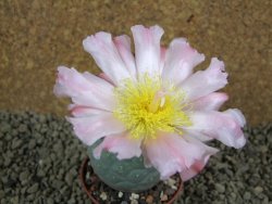 Tephrocactus geometricus pot 7 cm