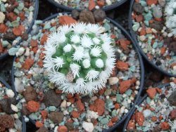 Mammillaria gracilis Arizona Snowcup 10X pot 5,5 cm