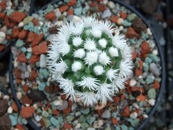 Mammillaria gracilis Arizona Snowcup 10X pot 5,5 cm - 12384558