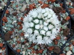 Mammillaria gracilis Arizona Snowcup 10X pot 5,5 cm - 12384559