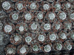 Mammillaria gracilis Arizona Snowcup 10X pot 5,5 cm - 12384560