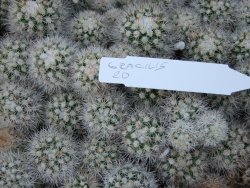 Mammillaria gracilis 5x odnož - 12384565