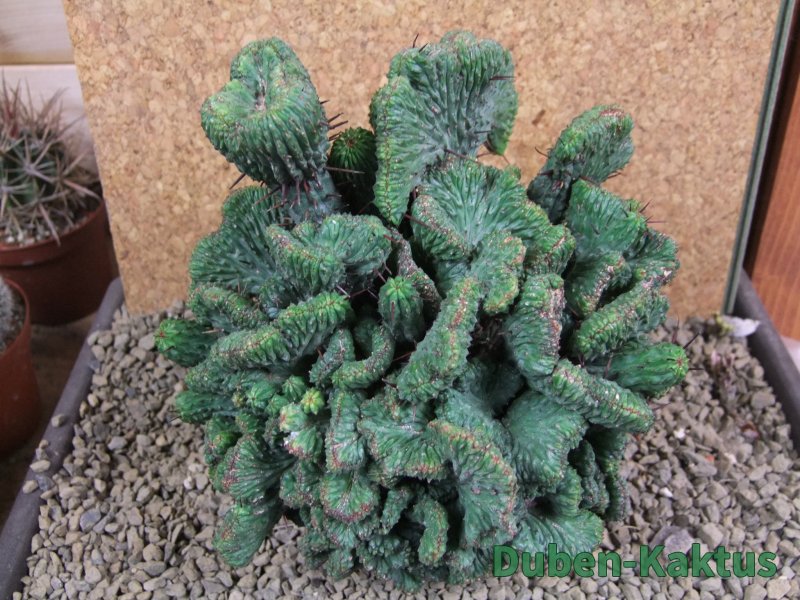 Euphorbia enopla cristata plant 19x16x10 cm