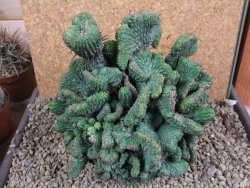 Euphorbia enopla cristata plant 19x16x10 cm