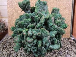 Euphorbia enopla cristata plant 19x16x10 cm - 12384618