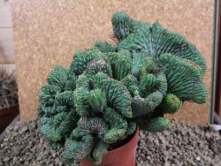 Euphorbia enopla cristata plant 19x16x10 cm - 12384619