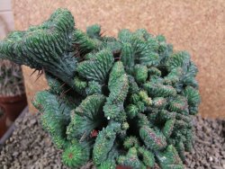 Euphorbia enopla cristata plant 19x16x10 cm - 12384621