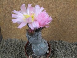 Tephrocactus geometricus pot 8 cm