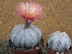 Astrophytum Super Kabuto X red flower XL, pot 8 cm