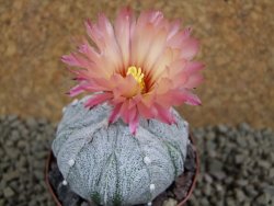 Astrophytum Super Kabuto X red flower XL, pot 8 cm - 12385013