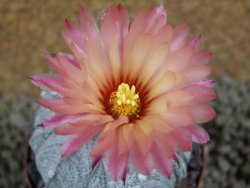 Astrophytum Super Kabuto X red flower XL, pot 8 cm - 12385014