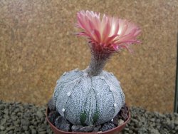 Astrophytum Super Kabuto X red flower XL, pot 8 cm - 12385015