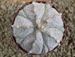 Astrophytum Super Kabuto X red flower XL, pot 8 cm - 12385016