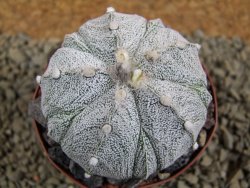 Astrophytum Super Kabuto X red flower XL, pot 8 cm - 12385017