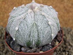 Astrophytum Super Kabuto X red flower XL, pot 8 cm - 12385018