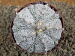 Astrophytum Super Kabuto X red flower XL, pot 8 cm - 12385019