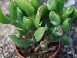 Crassula ovata monstroza, pot 5,5 cm