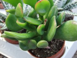 Crassula ovata monstroza, pot 5,5 cm - 12385120