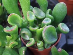 Crassula ovata monstroza, pot 5,5 cm - 12385121