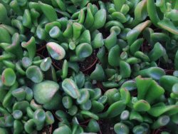 Crassula ovata monstroza, pot 5,5 cm - 12385122