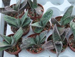 Gasteria Little Warty pot 5,5 cm