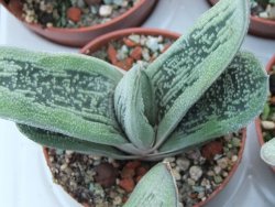 Gasteria Little Warty pot 5,5 cm - 12385124