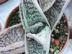 Gasteria Little Warty pot 5,5 cm - 12385125