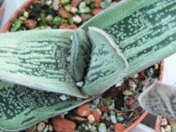 Gasteria Little Warty pot 5,5 cm - 12385126