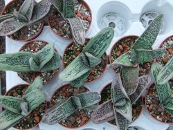 Gasteria Little Warty 10 X, pot 5,5 cm