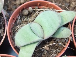 Gasteria glomerata, pot 5,5 cm