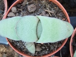 Gasteria glomerata, pot 5,5 cm - 12385195