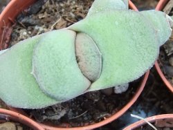 Gasteria glomerata, pot 5,5 cm - 12385196