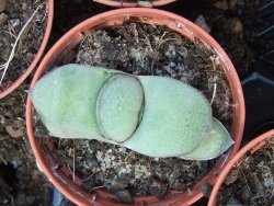 Gasteria glomerata, pot 5,5 cm - 12385197