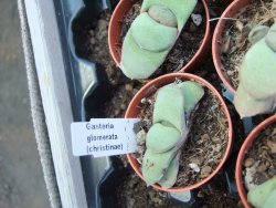 Gasteria glomerata, pot 5,5 cm - 12385199