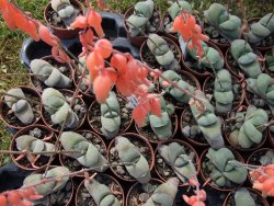 Gasteria glomerata, květináč 5,5 cm - 12412364
