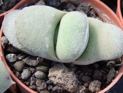 Gasteria glomerata, květináč 5,5 cm - 12412368