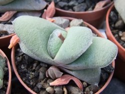 Gasteria glomerata, květináč 5,5 cm - 12412370