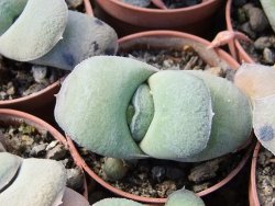 Gasteria glomerata, květináč 5,5 cm - 12412372