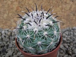 Coryphantha kracikii pot 5,5 cm