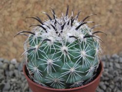 Coryphantha kracikii pot 5,5 cm - 12385307