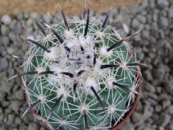 Coryphantha kracikii pot 5,5 cm - 12385308