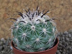 Coryphantha kracikii pot 5,5 cm - 12385309