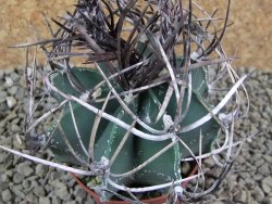 Astrophytum niveum nudum pot 7 cm - 12385413