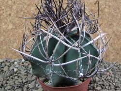 Astrophytum niveum nudum pot 7 cm - 12385414