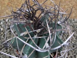 Astrophytum niveum nudum pot 7 cm - 12385415