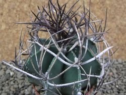 Astrophytum niveum nudum pot 7 cm - 12385416