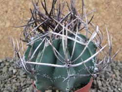 Astrophytum niveum nudum pot 7 cm - 12385417
