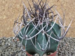 Astrophytum niveum nudum pot 7 cm - 12385418
