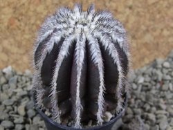 Uebelmannia pectinifera, pot 5,5 cm - 12385519