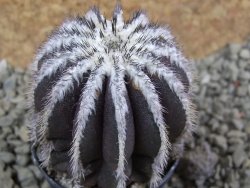 Uebelmannia pectinifera, pot 5,5 cm